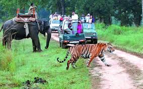 Wildlife safaris in India with Safe Travel adventure tours
