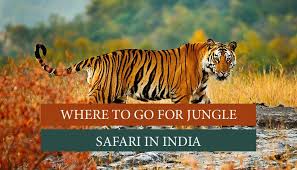 Jungle safari in Kerala and Maharashtra with elephants and tigers spotted in the wild