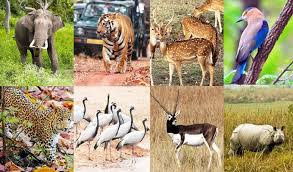 Wildlife Escapes of India 2025