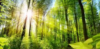 forest retreats of India surrounded by lush greenery