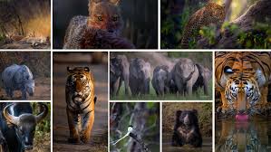 Wildlife safaris in India in 2025 across top national parks