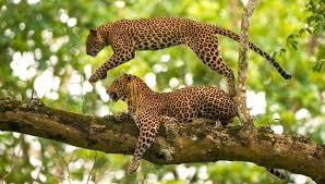 hidden wildlife sanctuaries of India – Safe Travel nature exploration