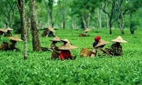 Enchanting Assam tourist places 2025 Safe Travel