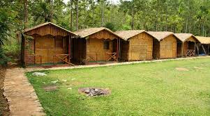 Hidden bamboo forest escapes of India during sunrise